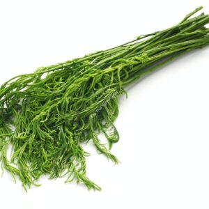 cha om , thai acasia leaves